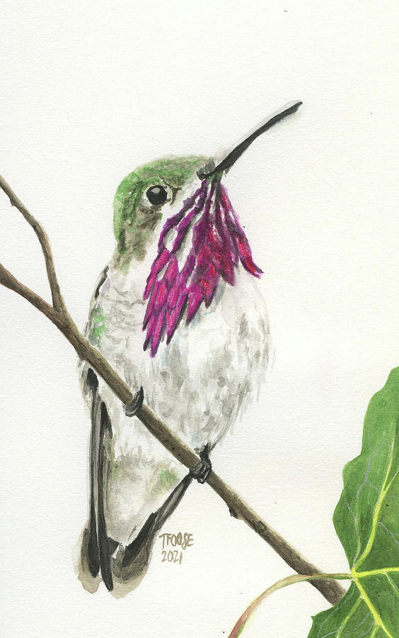 Calliope Hummingbird Painting
