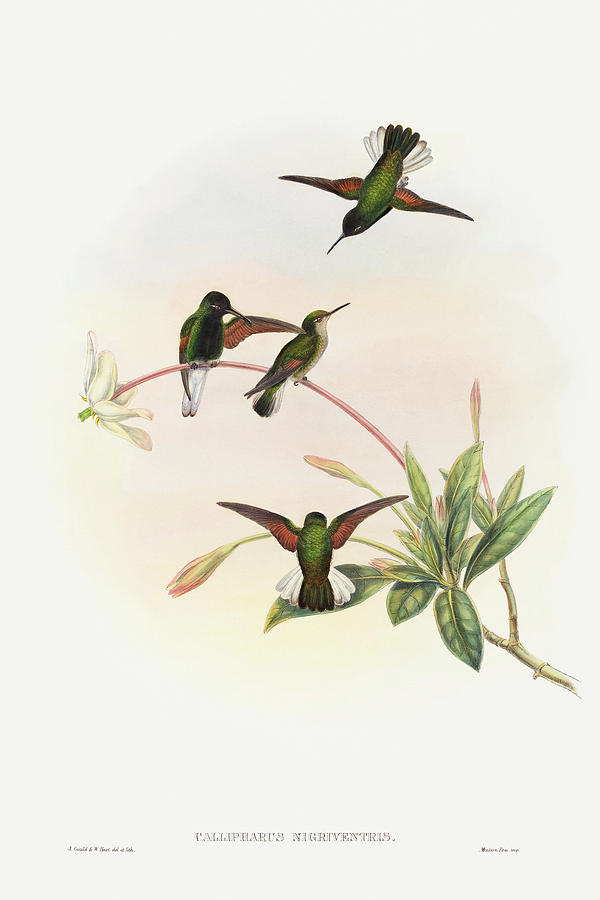 John Gould Drawing - Callipharus nigriventris, Black-bellied Hummingbird by John Gould