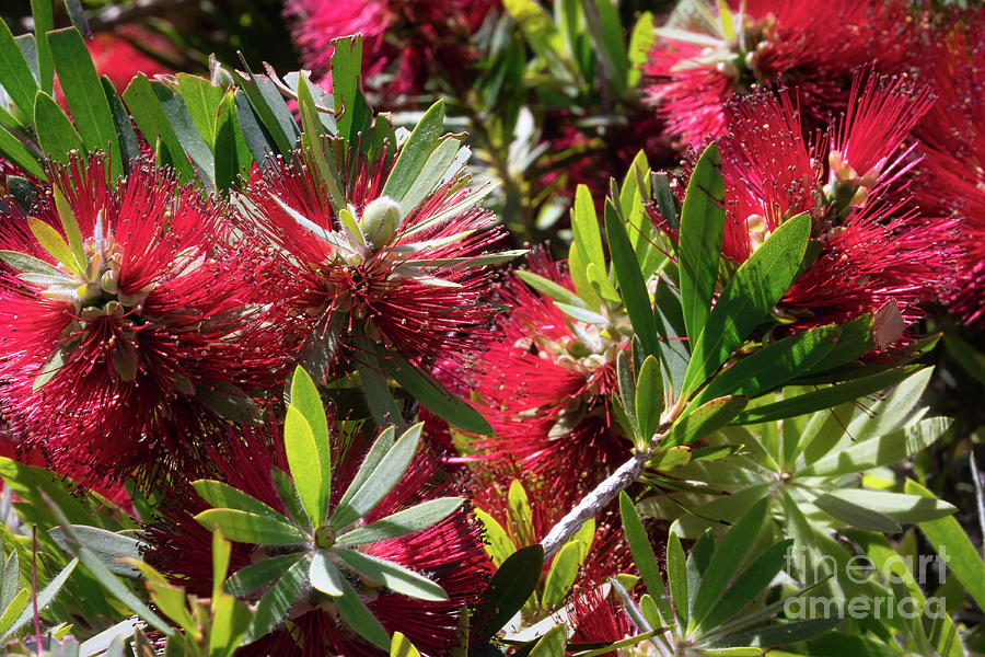 Callistemon Bloom 8243 Photograph by Lawrence Burry