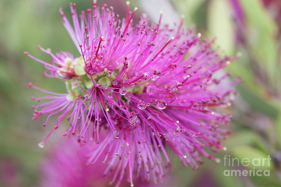 Callistemon with Dewdrops Photograph by Linda Lees