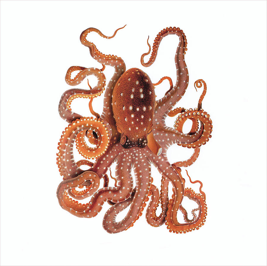 Callistoctopus Macropus, c1896 Drawing by Guiseppe Jatta - Fine Art America