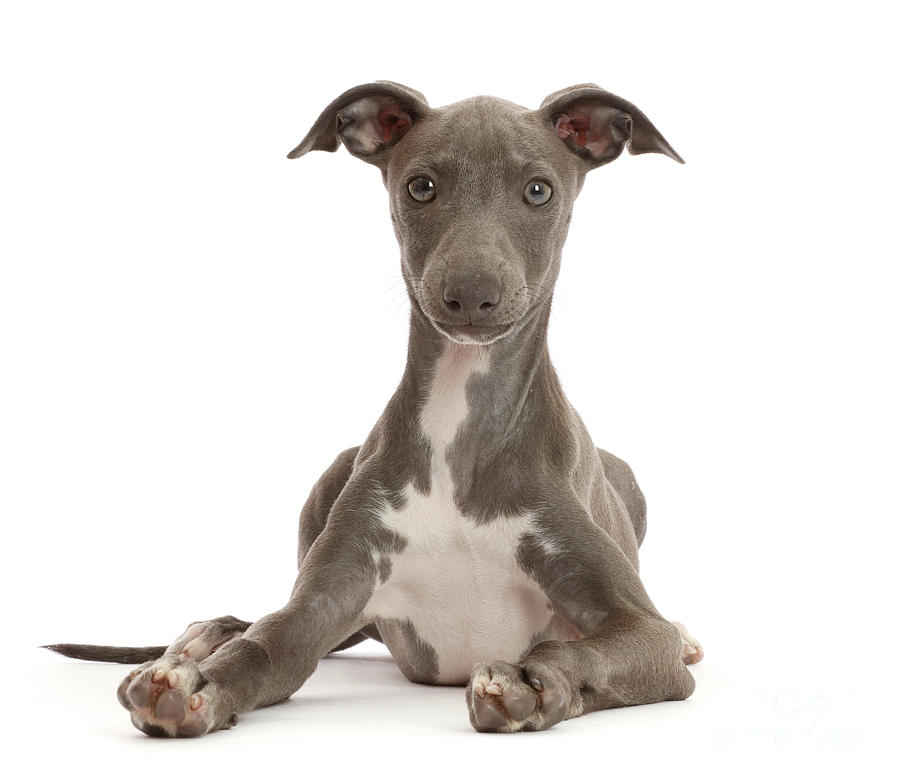 blue greyhound puppy