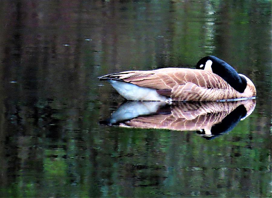 Calm Canada Goose and Reflection Photograph by Linda Stern