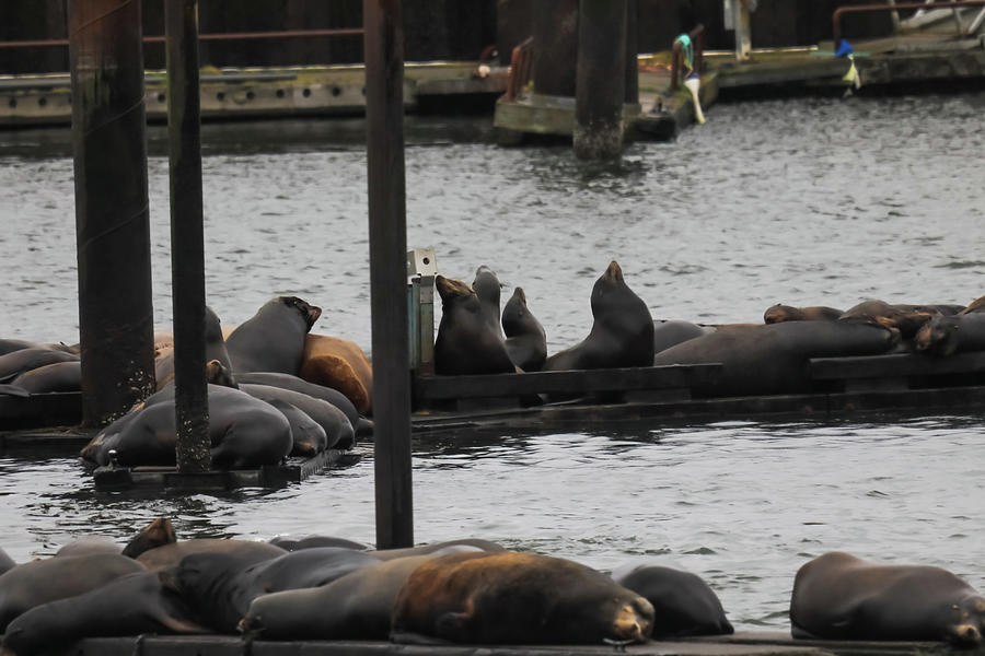 Calm day at the Sea Lion Pier Photograph by Jeff Swan