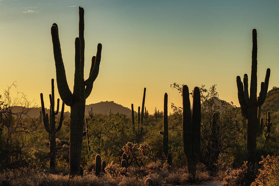 Calm Desert Evenings Photograph by Saija Lehtonen - Fine Art America