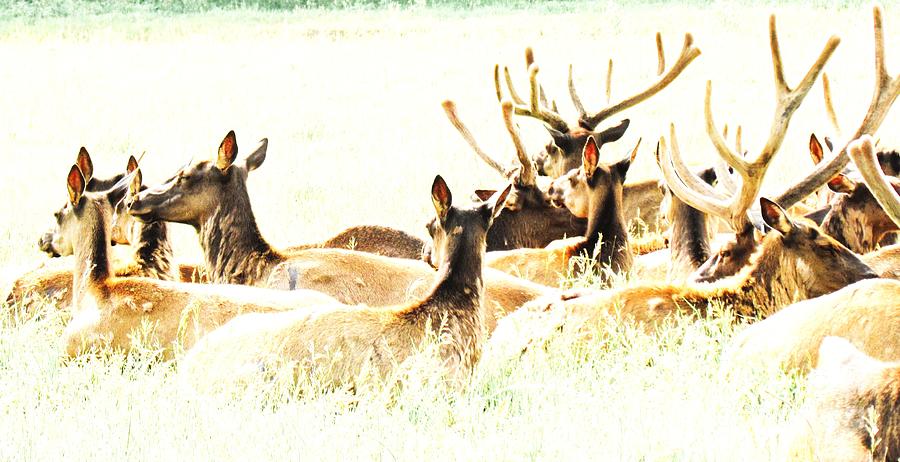 Calm elk  Photograph by Meagan  Visser