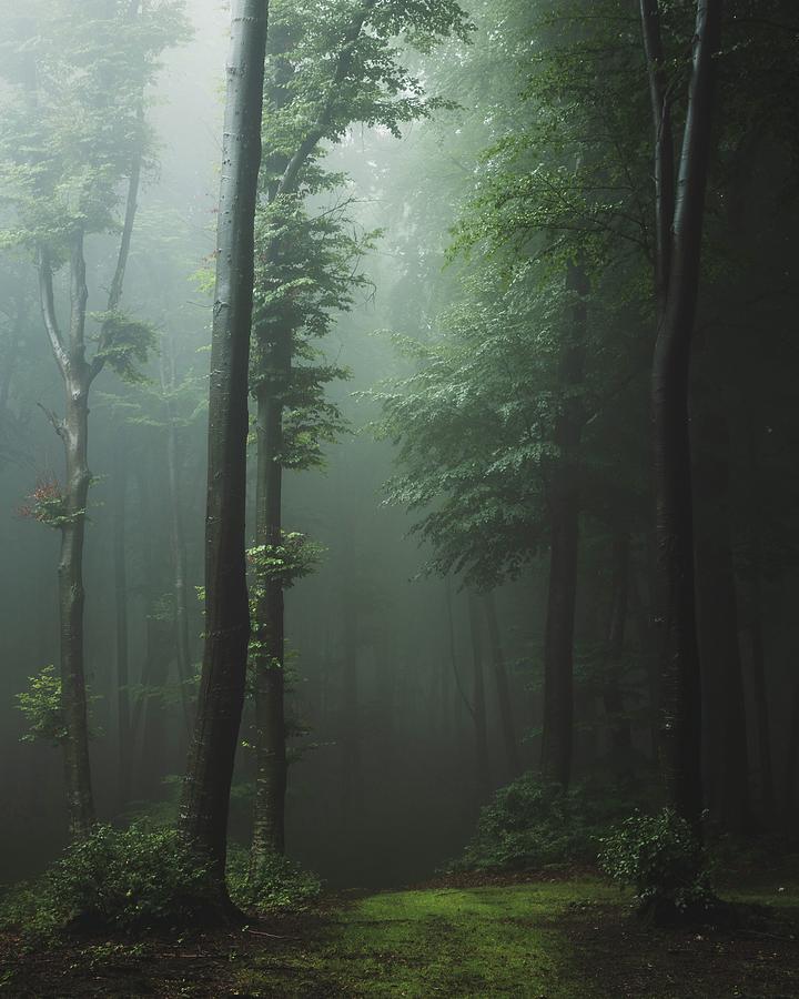 Calm foggy forest Photograph by Toma Bonciu