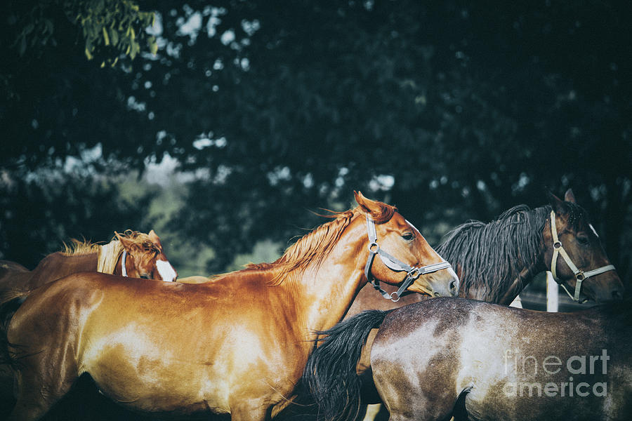Calm horses III Photograph by Dimitar Hristov