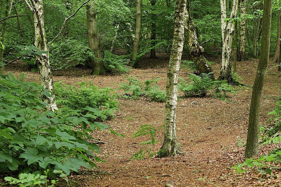 Calm Woodland Forest Photograph by Watto Photos - Pixels