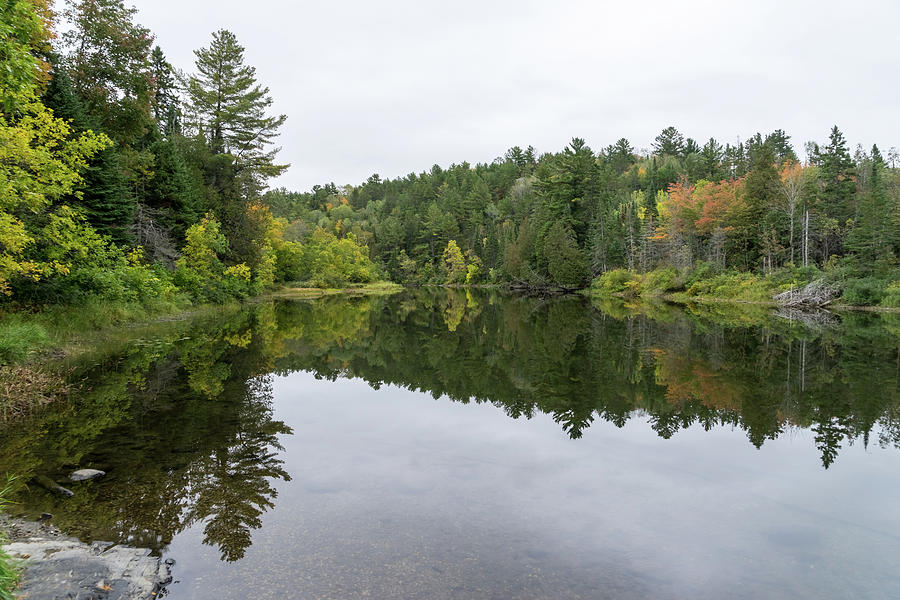 Calming Forest Mirror Ecotherapy - Serpent River Northern Ontario Canada Photograph by Georgia Mizuleva