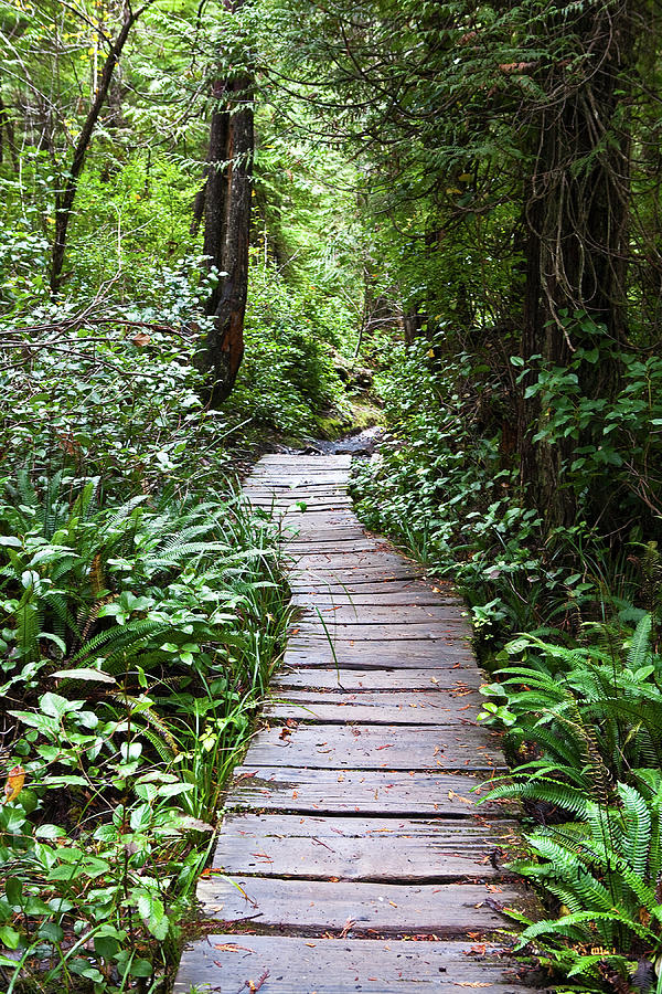 Calming Forest Pathway Photograph By Ron Miles - Fine Art America