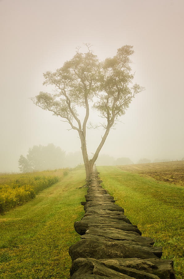 Calming Morning: Scenic View of a tree and stone wall standing in a foggy meadow Photograph by Melissa Fague