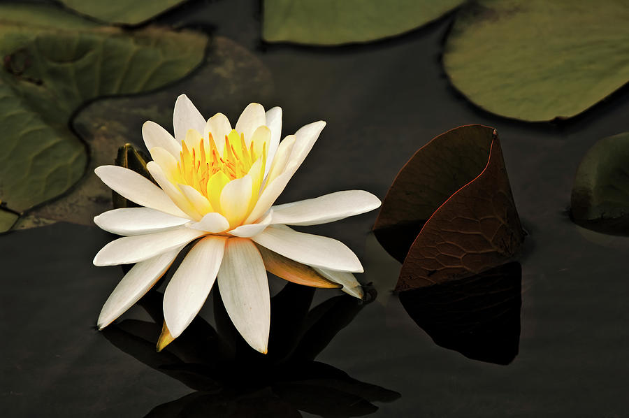 Calming Water Lily FL9362 Photograph by Mark Graf