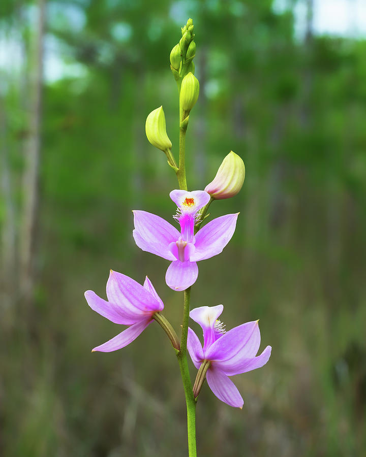 Calopogon tuberosus Photograph by Rudy Wilms