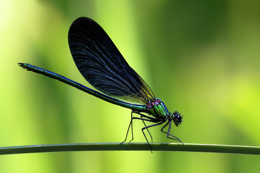 Calopteryx virgo - the Beautiful Demoiselle Photograph by Olivier Parent