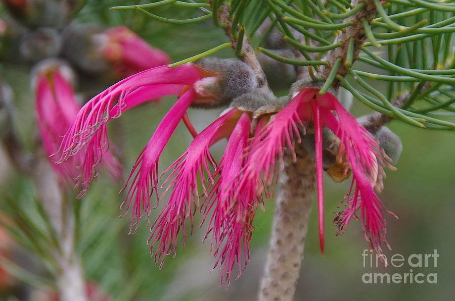 Calothamnus rupestris Photograph by Lesley Evered