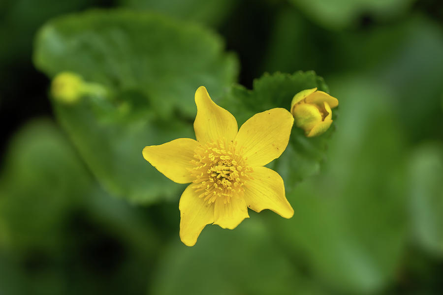 Caltha Palustris Kingcup Yellow Flower Photograph by Artur Bogacki