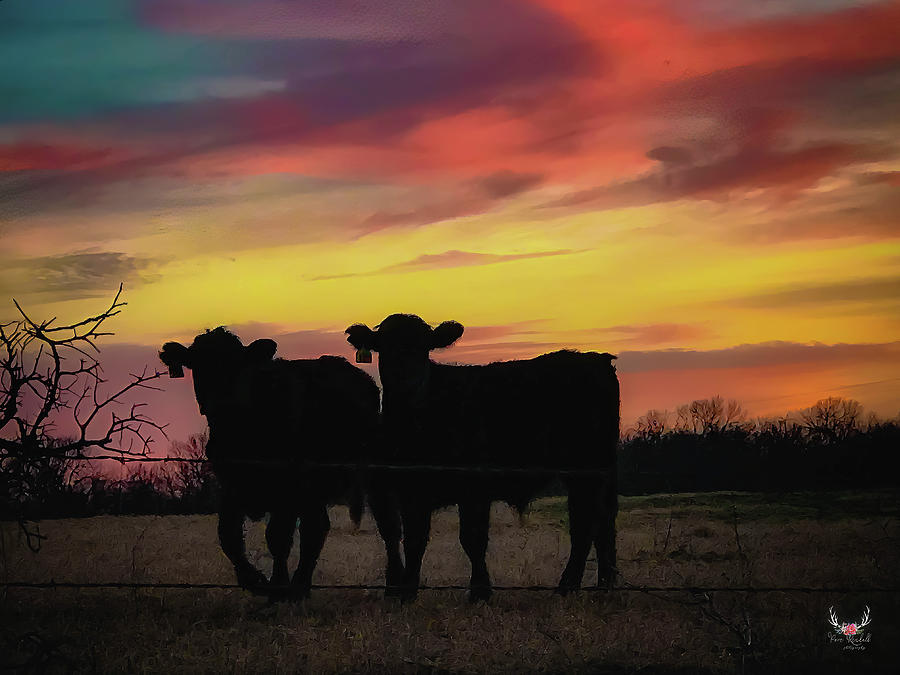 Calves at Sunset Photograph by Pam Rendall
