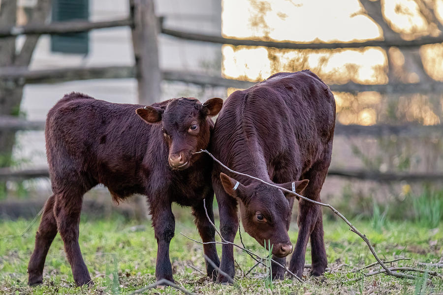 Calves In Williamsburg Photograph