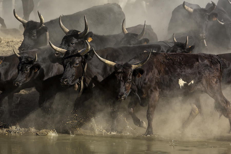 Camargue bulls running across water, aigues Mortes,Camargue, Gard, France Photograph by Yann Guichaoua-Photos