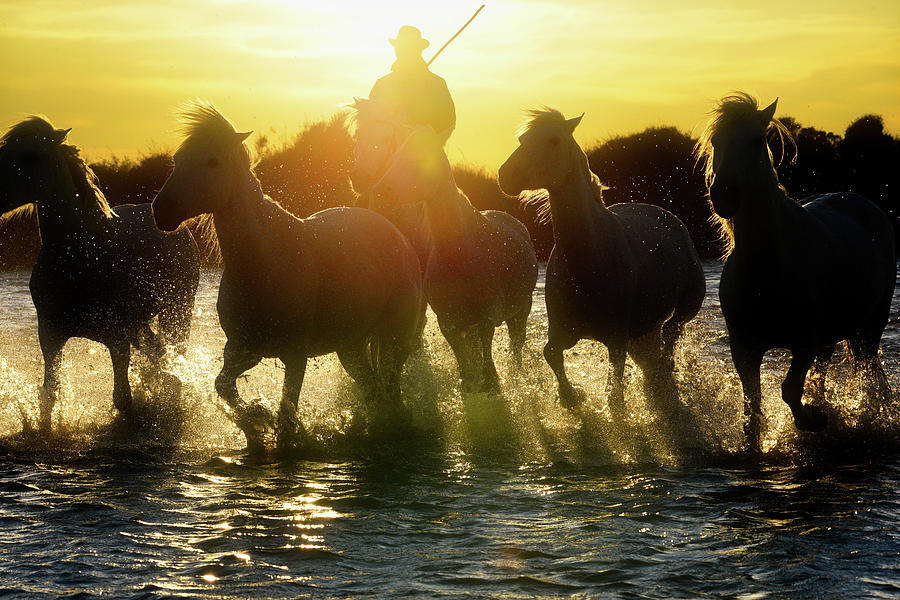 Camargue gardian and horses, silhouette Photograph by Jean Gill