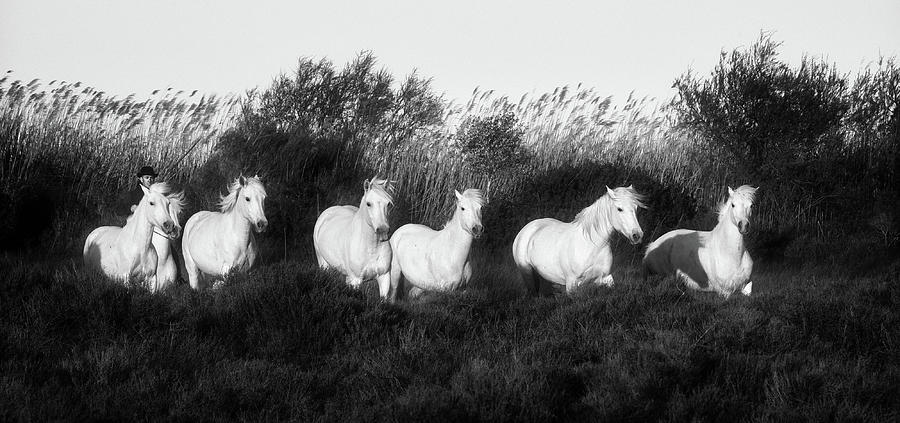 Camargue gardian herds wild mares in the marshes Photograph by Jean Gill