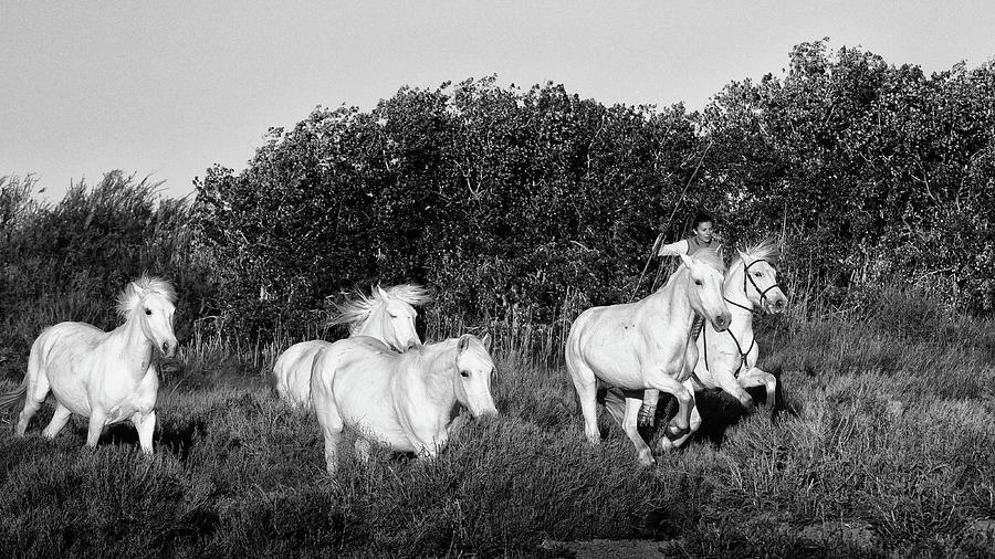 Camargue gardian racing wild horses Photograph by Jean Gill