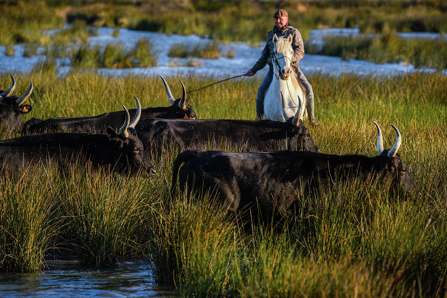 Camargue gardian with black bulls Photograph by Jean Gill