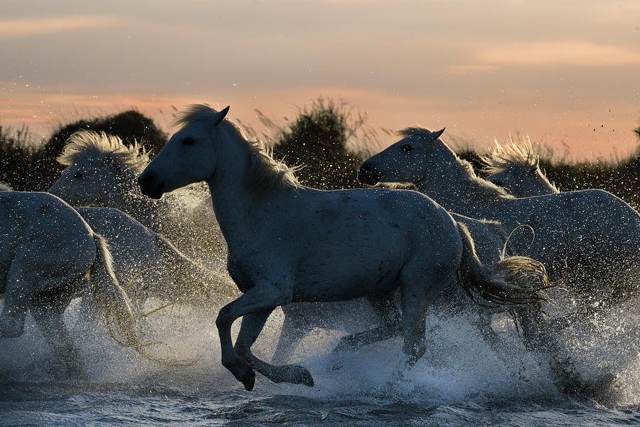 Camargue horses galloping across a salt lake Photograph by Jean Gill