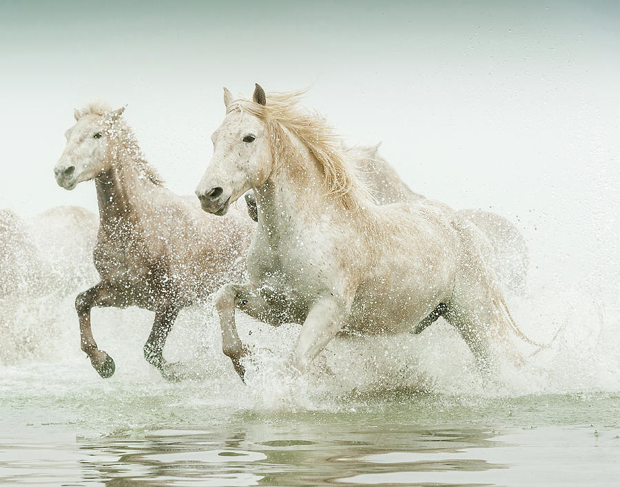 Camargue Horses Galloping Stallions Photograph by Gigi Ebert