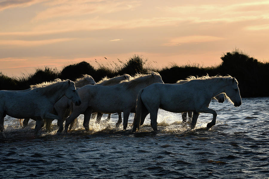 Camargue horses homeward bound at sunset Photograph by Jean Gill