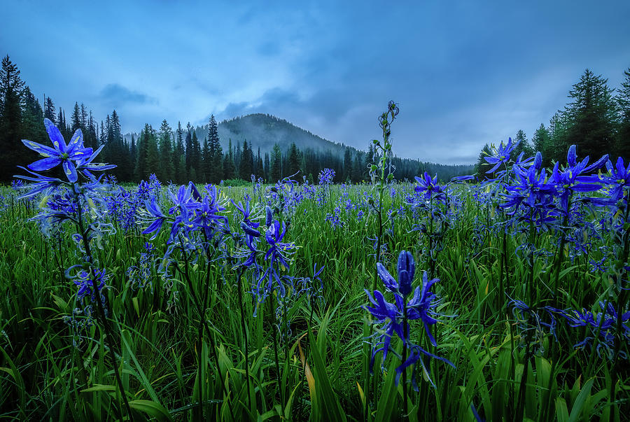 Summer Photograph - Camas Bloom in the Bitterroot Mountains by Matt Hammerstein