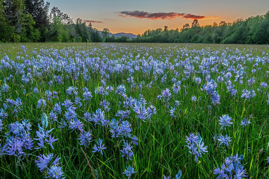 Camas Lily Sunset No 1 Photograph by Matthew Irvin - Fine Art America