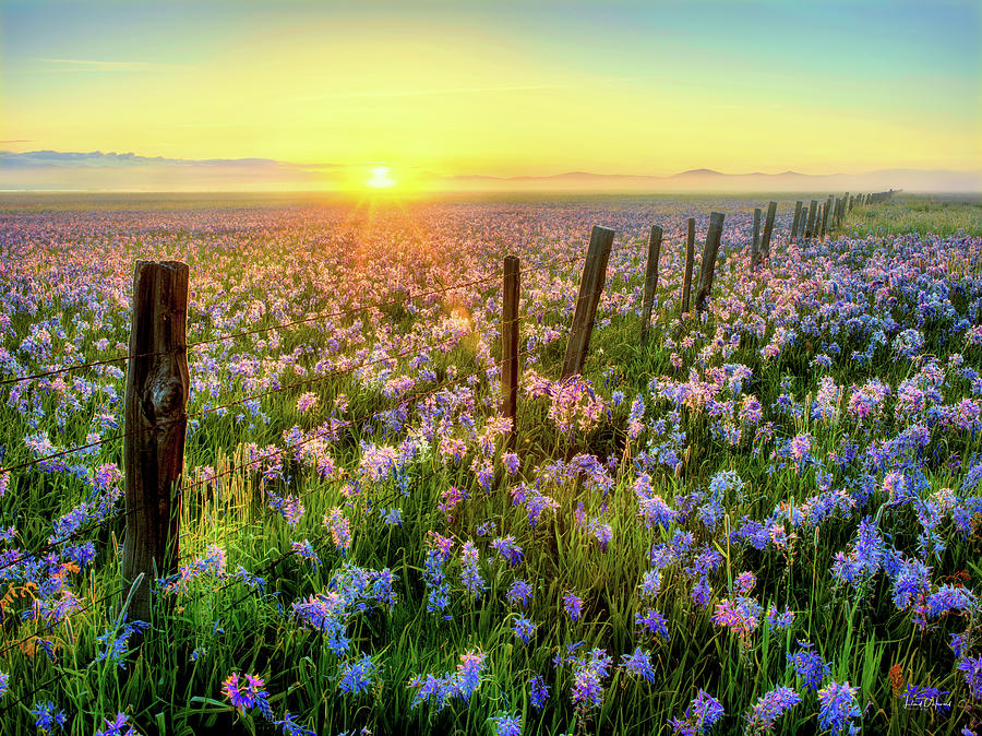 Nature Photograph - Camas Prairie Morning Idaho by Leland D Howard