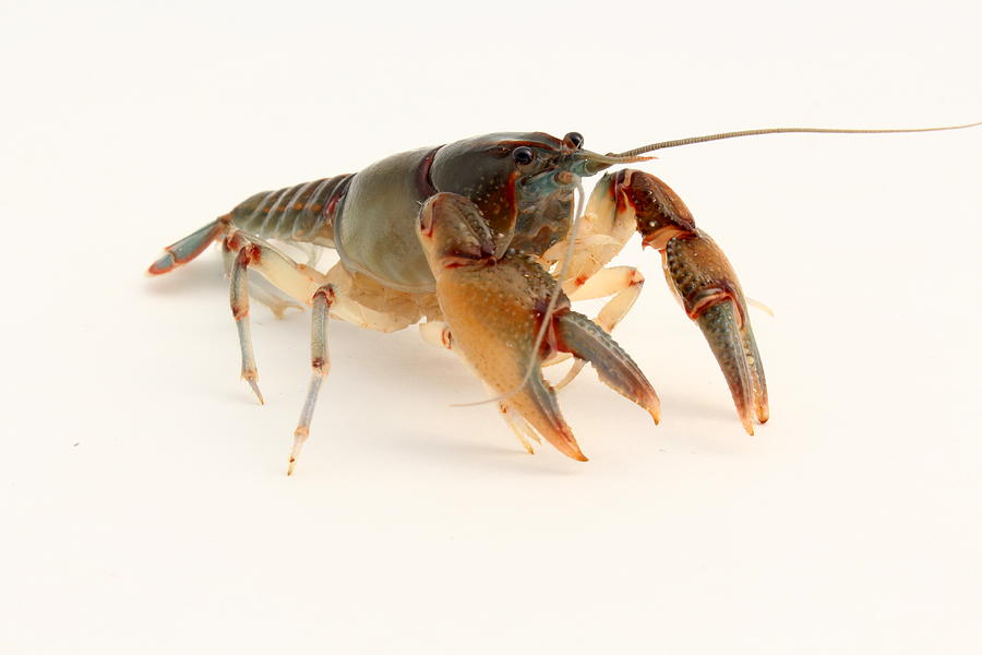 Cambarus ludovicianus crayfish Photograph by Mccluremr