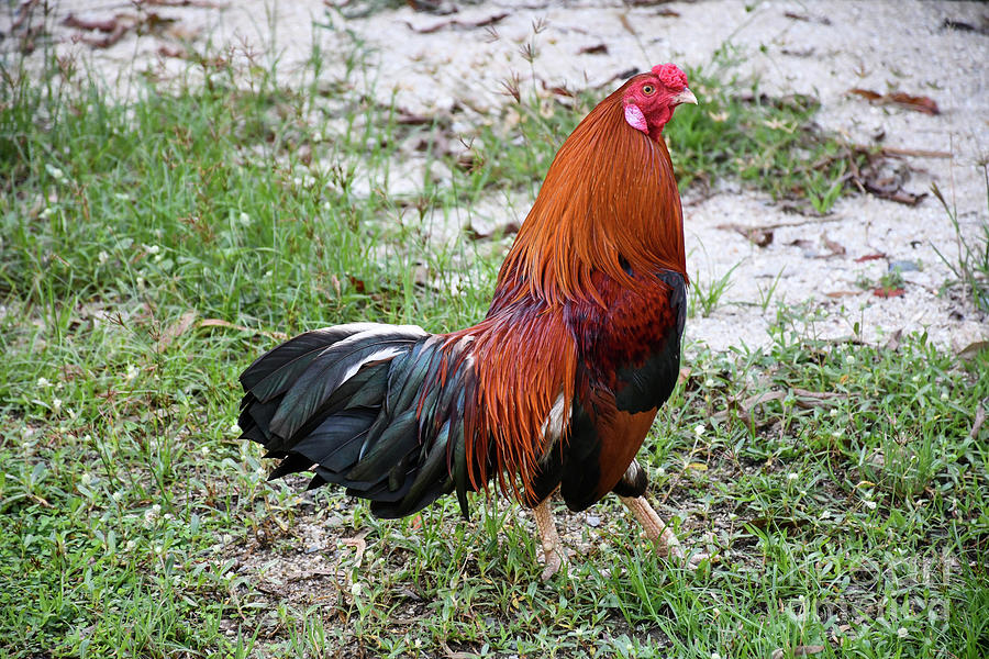 Cambodian Chicken Photograph by Anne Czichos - Pixels