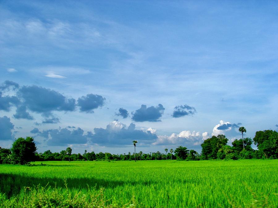 Cambodian rice fields Too Photograph by Siyano Prach