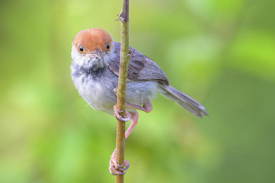 Cambodian Tailorbird Photograph by Senkethya Sar - Fine Art America