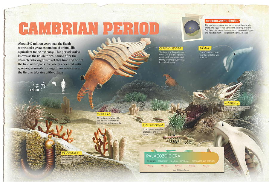 Geology Digital Art - Cambrian Period by Album