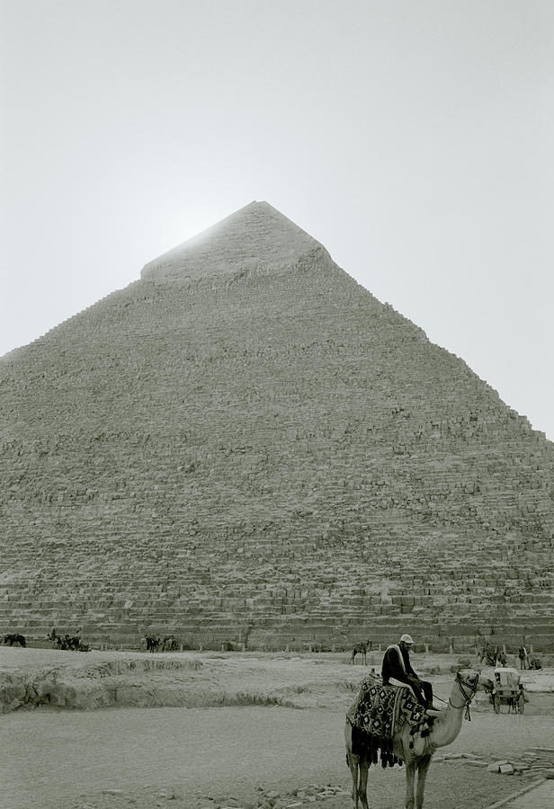 Camel And Pyramid Photograph by Shaun Higson