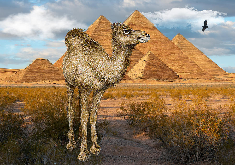Camel At Giza Pyramids Mixed Media