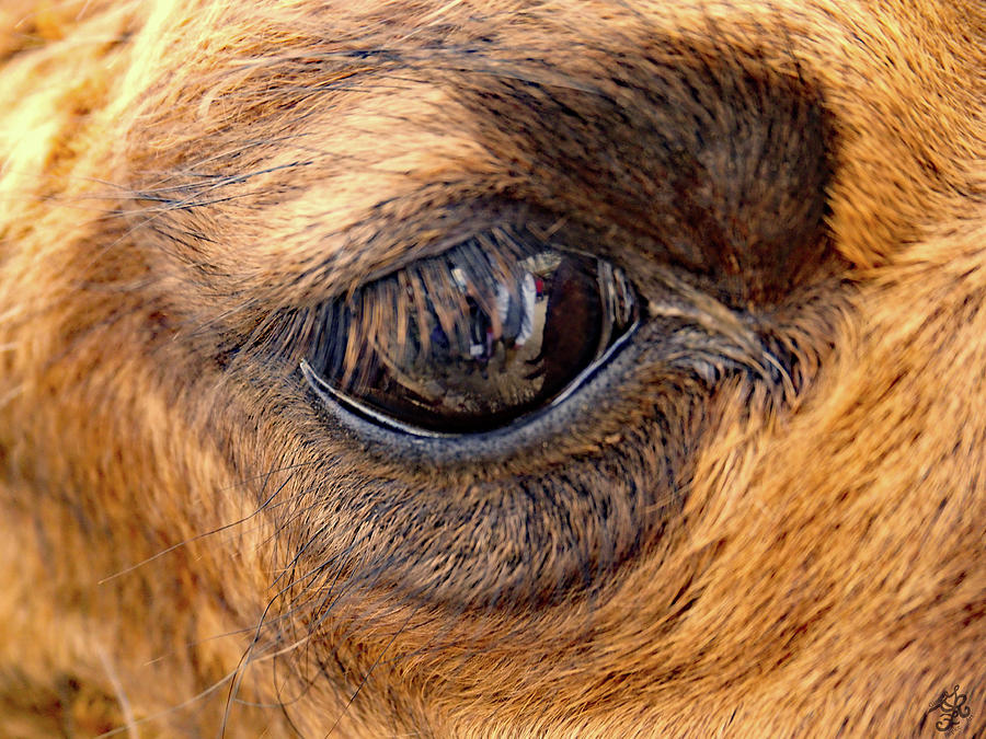 Camel Calf Eye Photograph by Ginger Repke