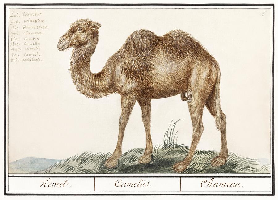 Camel Camelus ferus bactrianus 1596-1610 by Anselmus Botius de Boodt ...