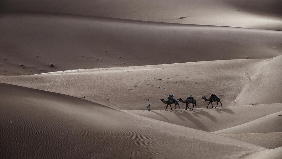 Camel caravan in desert sand dunes Photograph by Mikhail Kokhanchikov