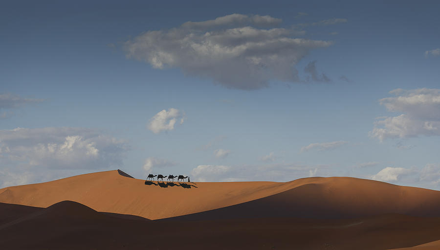 Camel caravan on desert horizon, Dubai, United Arab Emirates Photograph by Lost Horizon Images