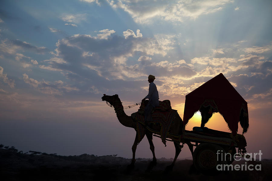 Camel Photograph - Camel Cart Silhouette at Pushkar by Stephanie D Roeser