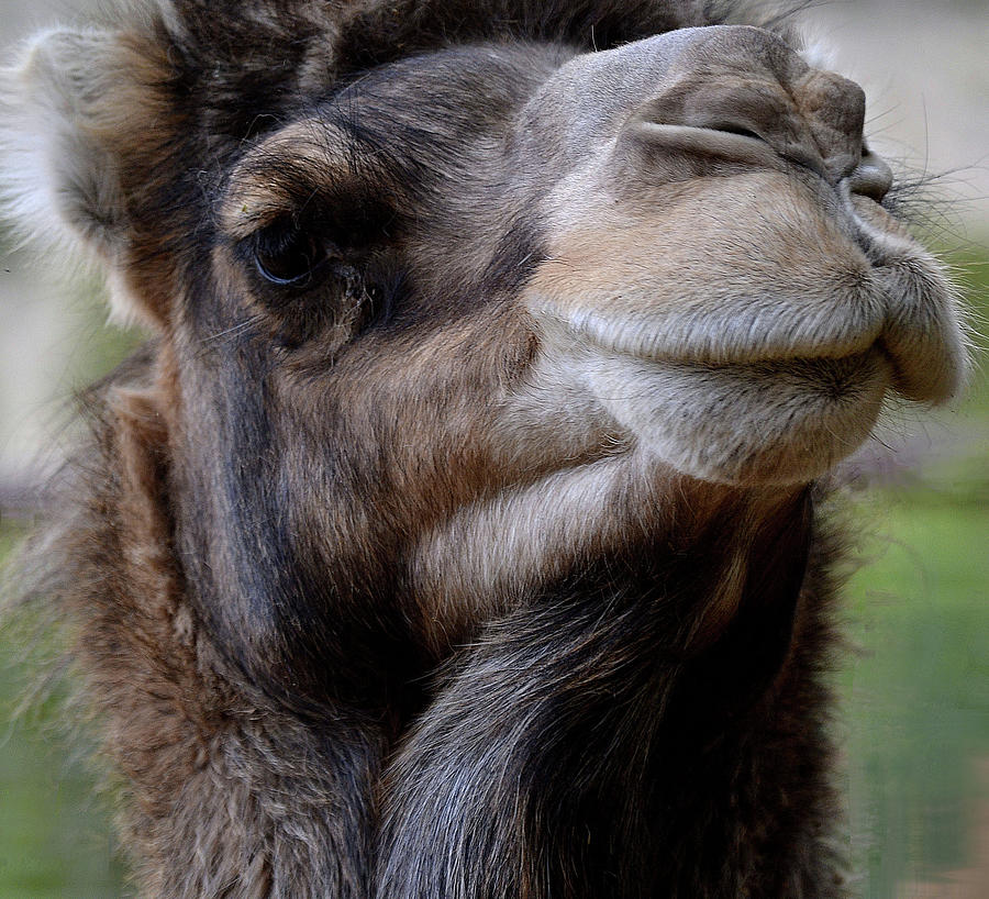 Camel Close Up Photograph by Nadalyn Larsen