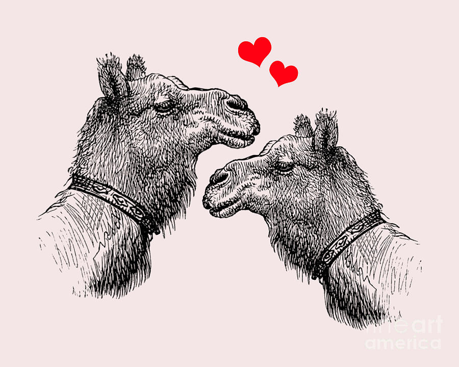 Camel Digital Art - Camel Couple by Madame Memento