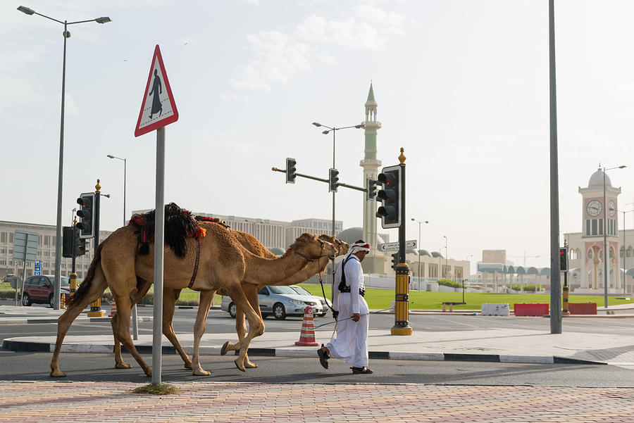 Camel crossing a road in Doha Qatar Photograph by Stefan Cristian Cioata