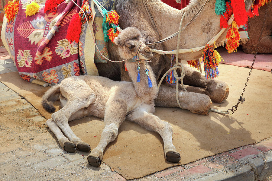 Camel Cub Lying With Mother Photograph by Mikhail Kokhanchikov